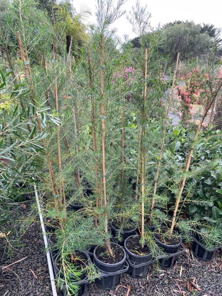 Lakeside Plants & Nursery
