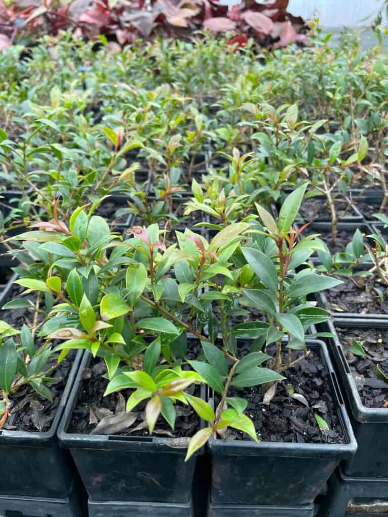 Lakeside Plants & Nursery