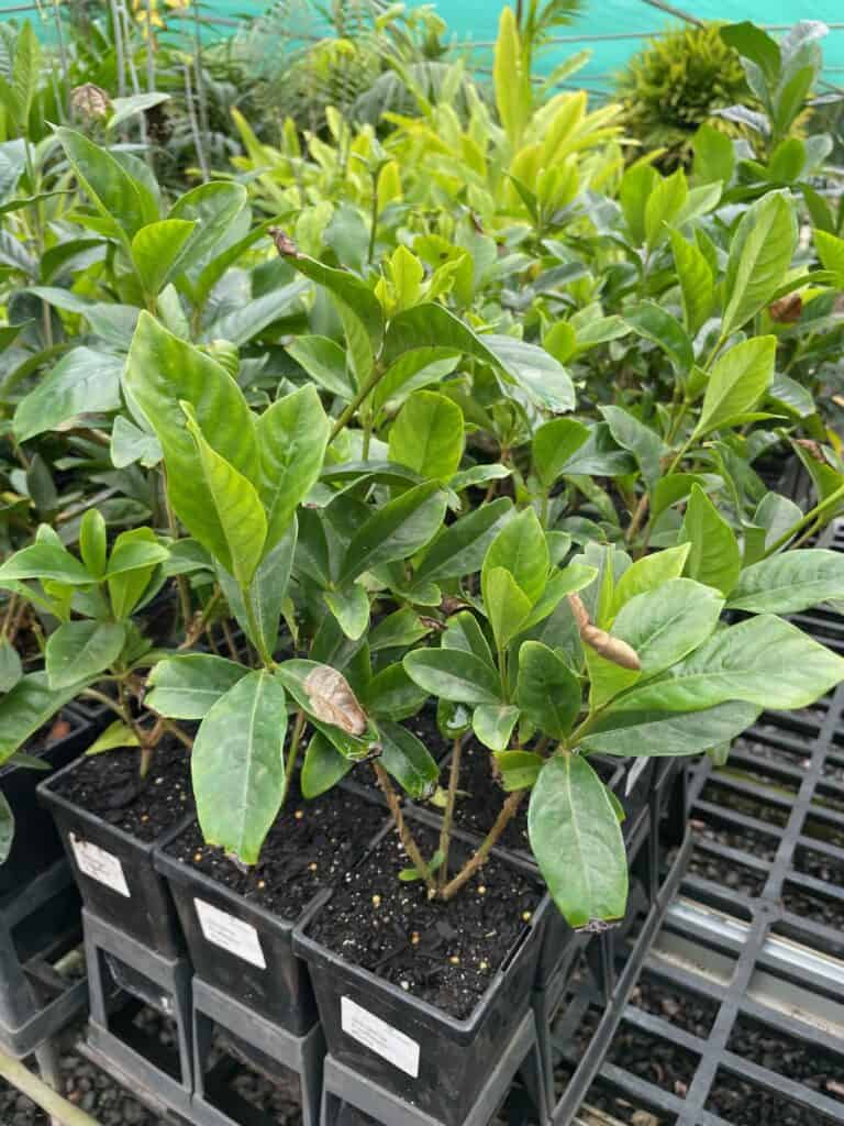Lakeside Plants & Nursery