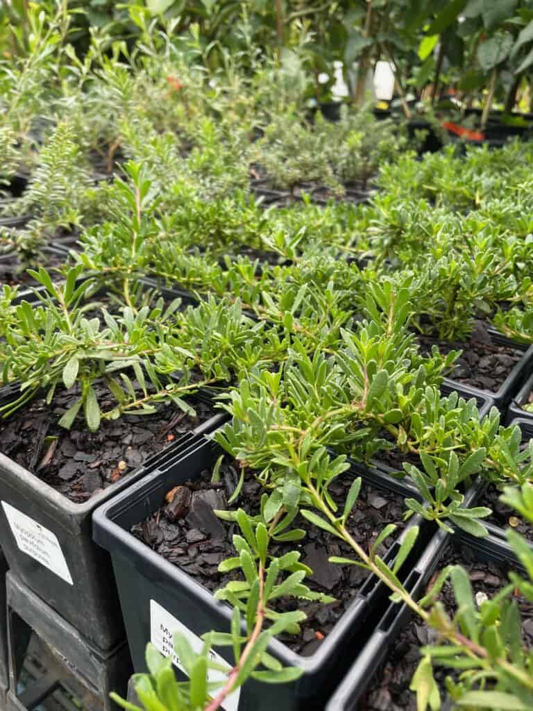 Lakeside Plants & Nursery