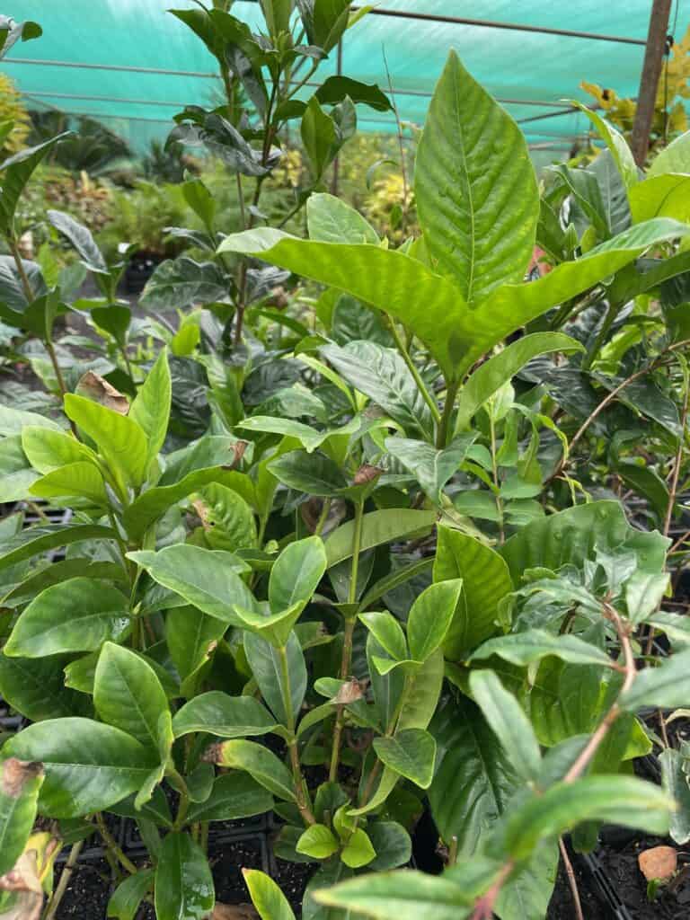 Lakeside Plants & Nursery