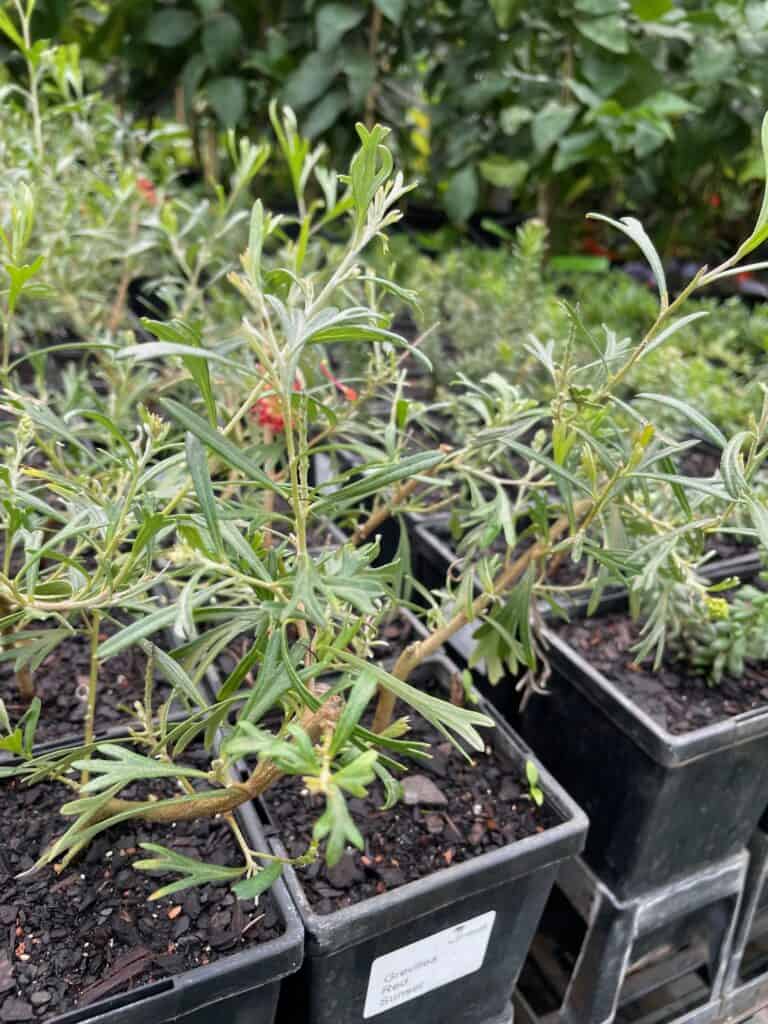 Lakeside Plants & Nursery