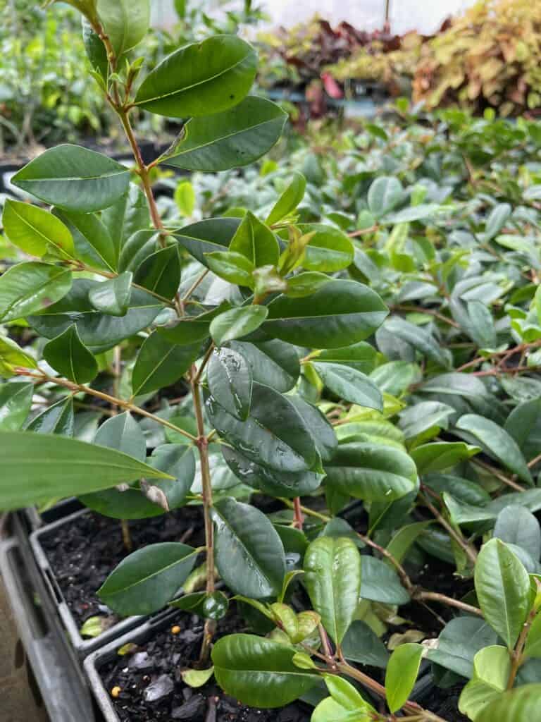 Lakeside Plants & Nursery