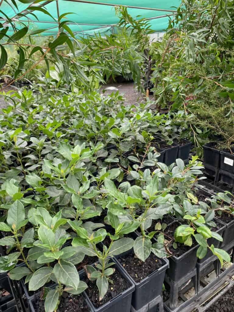 Lakeside Plants & Nursery