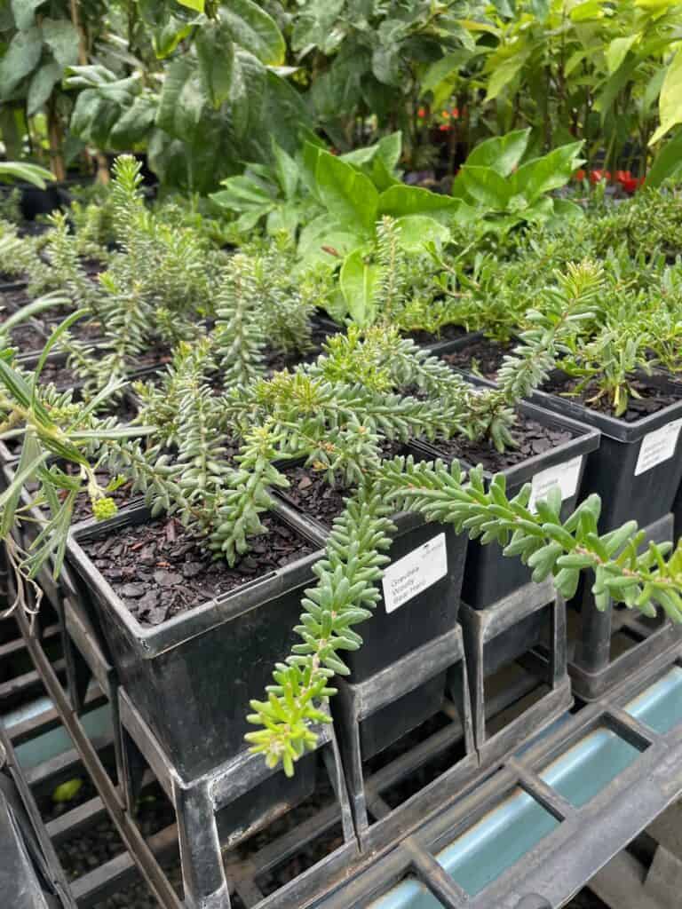 Lakeside Plants & Nursery