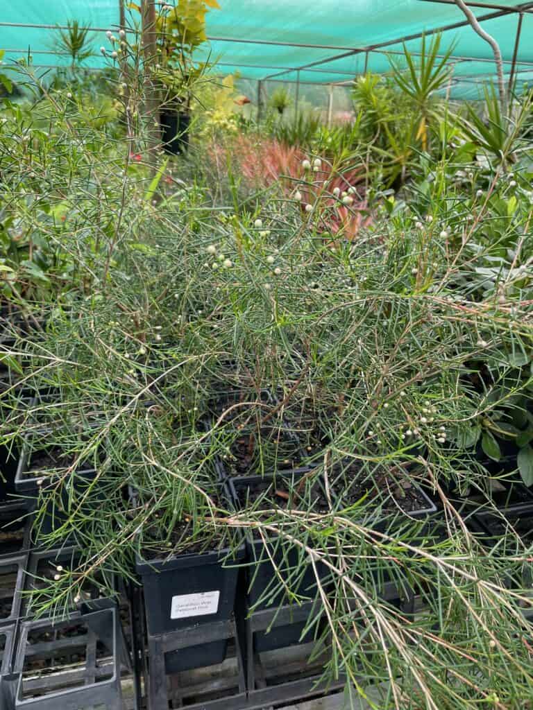 Lakeside Plants & Nursery