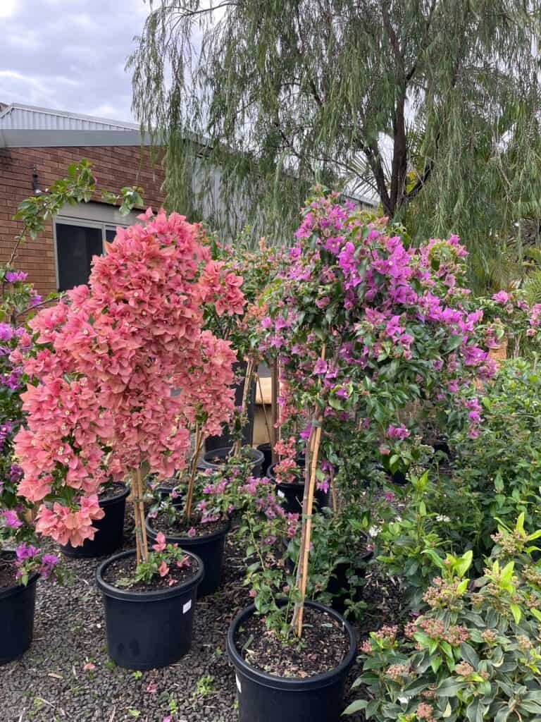 Lakeside Plants & Nursery