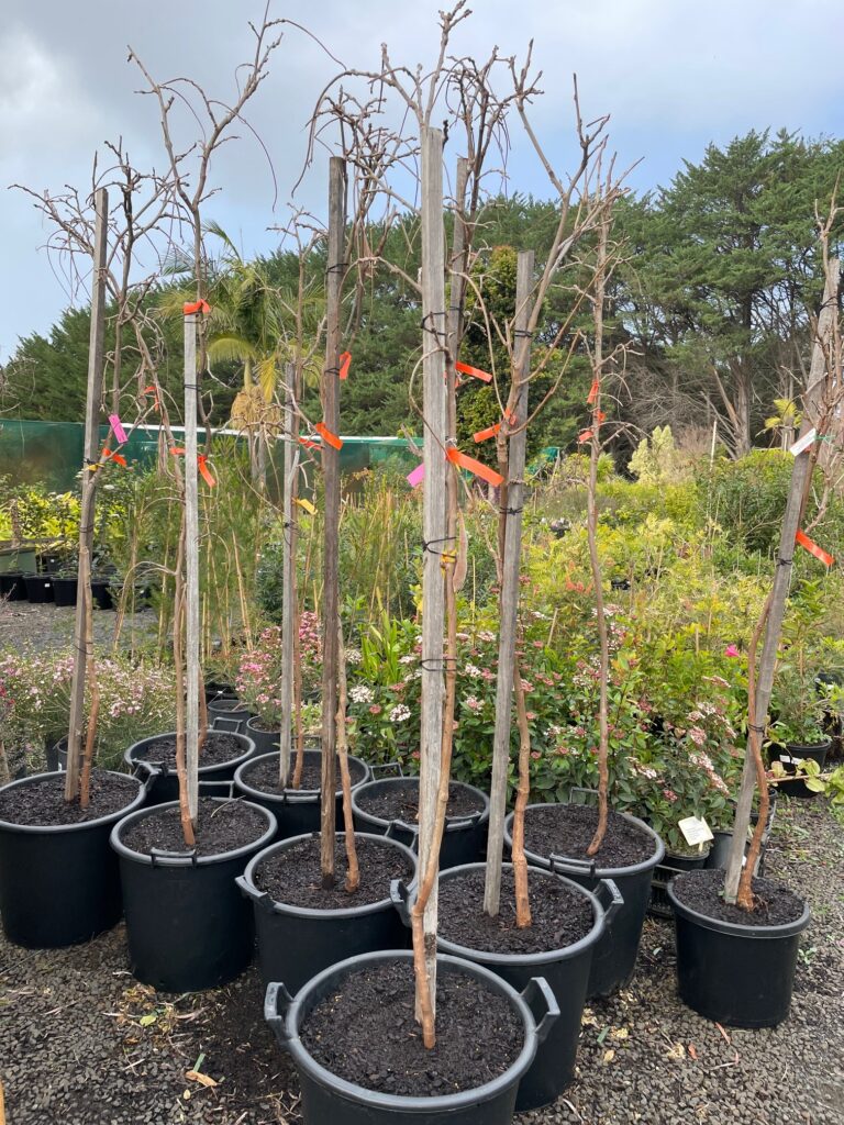 Lakeside Plants & Nursery