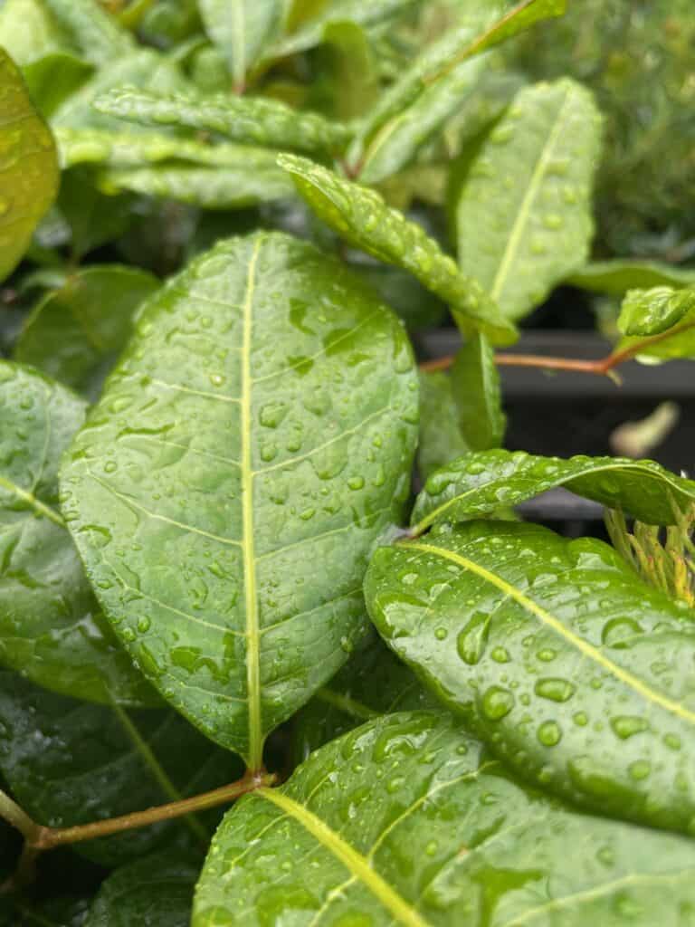 Lakeside Plants & Nursery