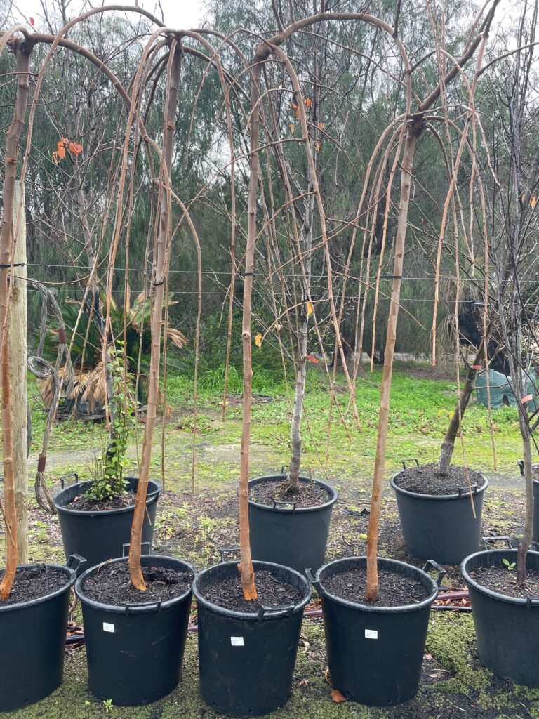 Lakeside Plants & Nursery