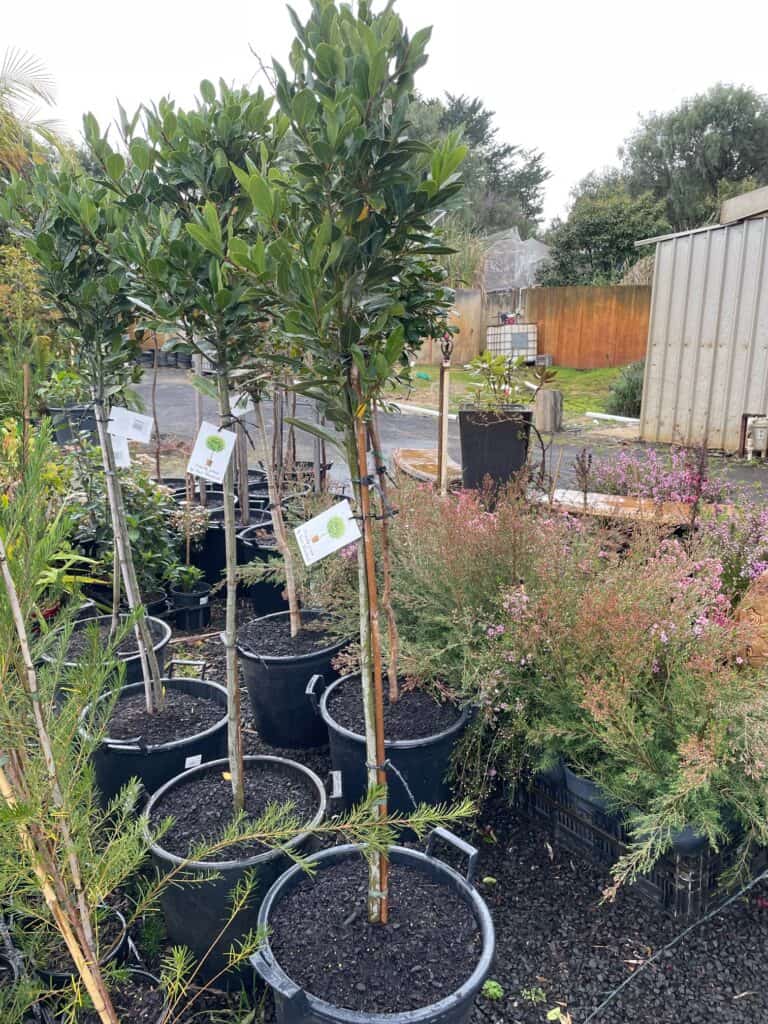 Lakeside Plants & Nursery