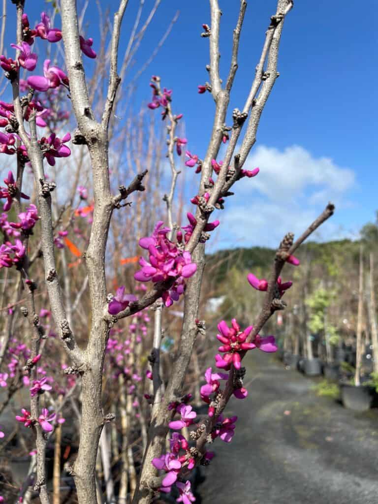 Lakeside Plants & Nursery