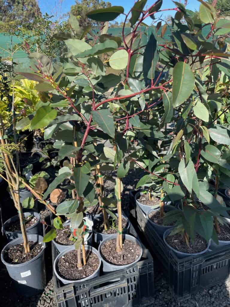 Lakeside Plants & Nursery