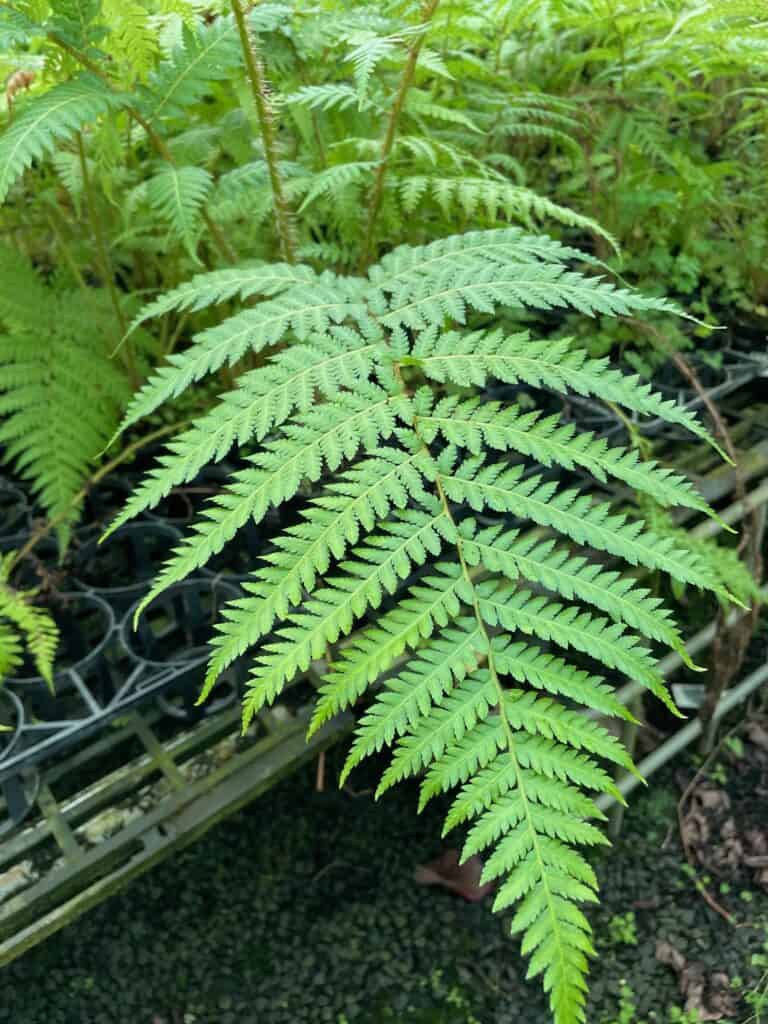 Lakeside Plants & Nursery