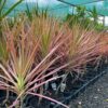 Dracaena colorama