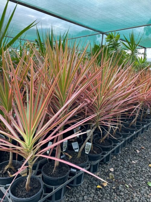 Dracaena colorama