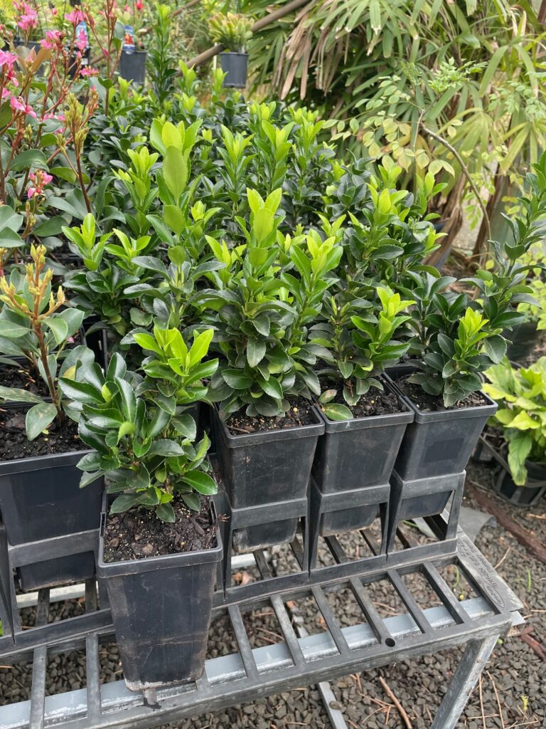 Lakeside Plants & Nursery