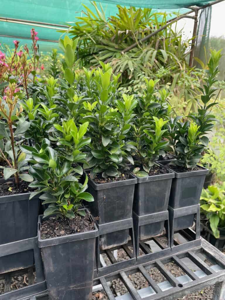 Lakeside Plants & Nursery