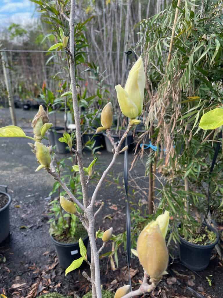 Lakeside Plants & Nursery