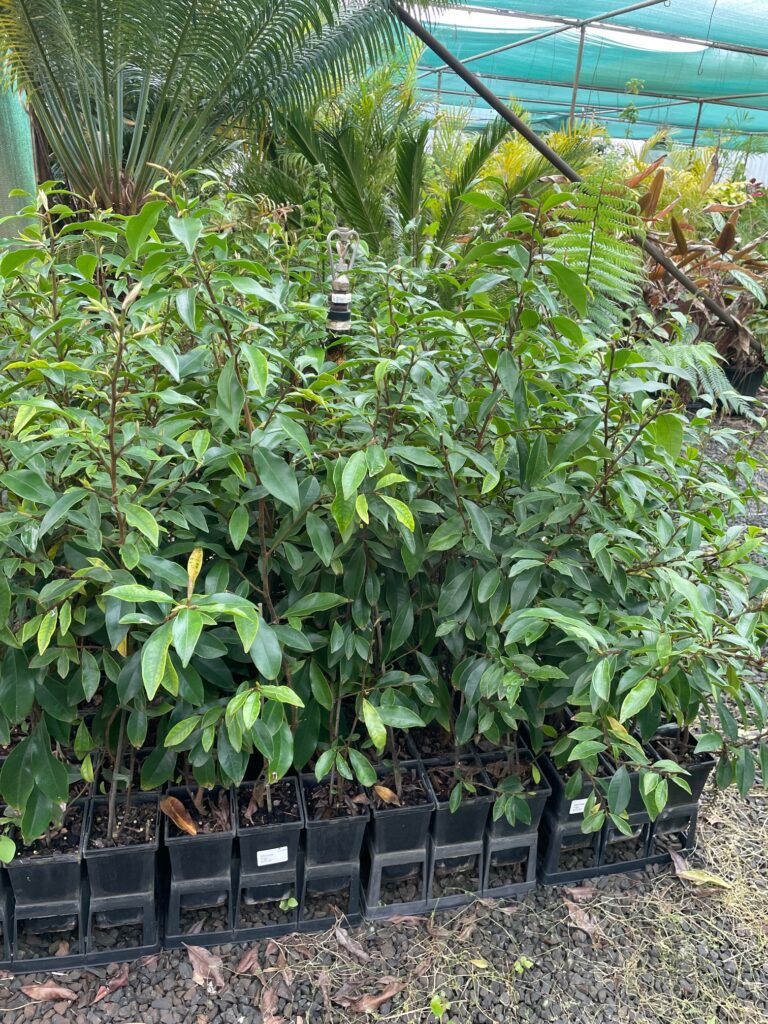 Lakeside Plants & Nursery