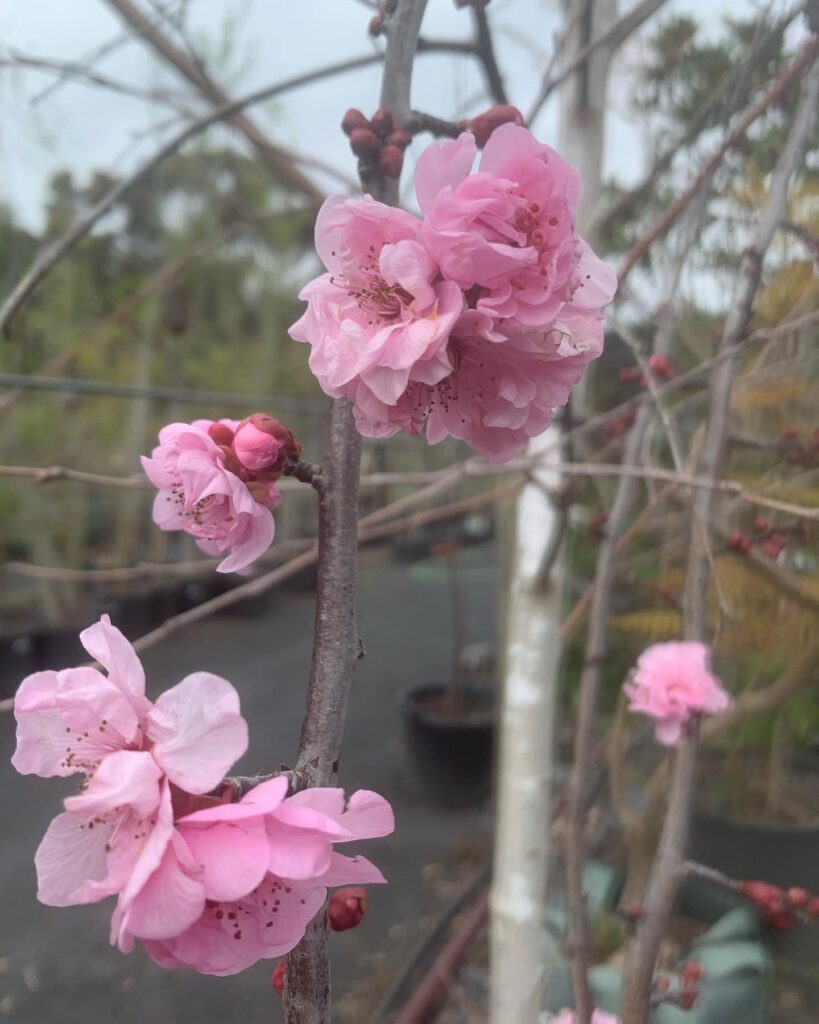 Lakeside Plants & Nursery