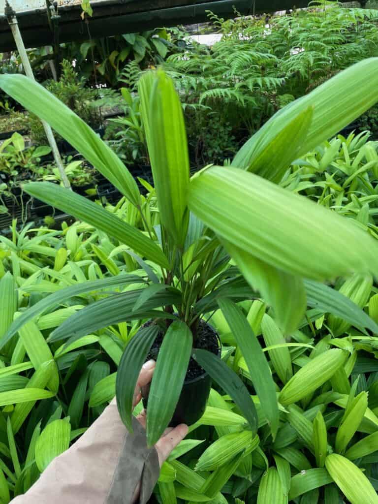 Lakeside Plants & Nursery