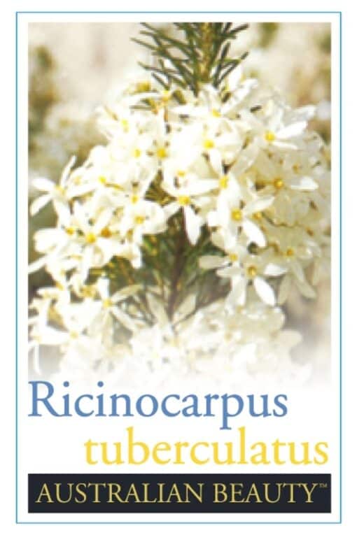 Wedding Bush - Ricinocarpus Tuberculatus - Image 3