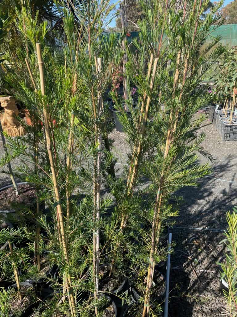 Lakeside Plants & Nursery