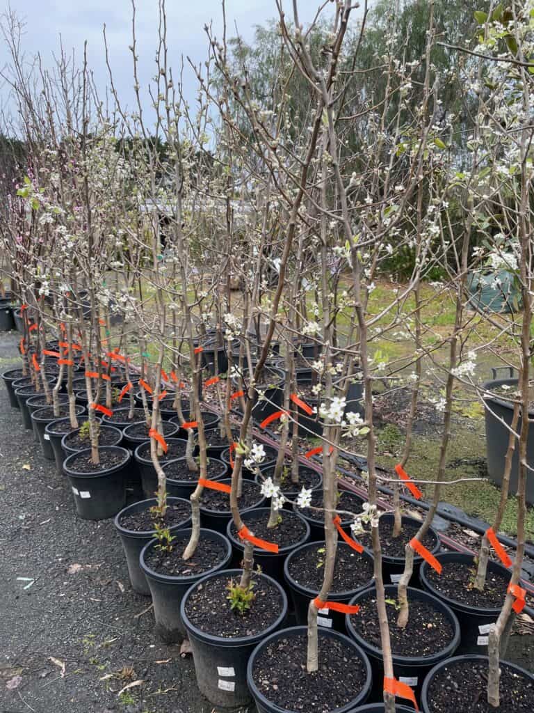 Lakeside Plants & Nursery