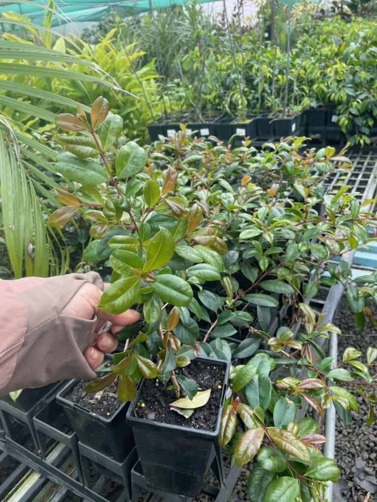 Lakeside Plants & Nursery
