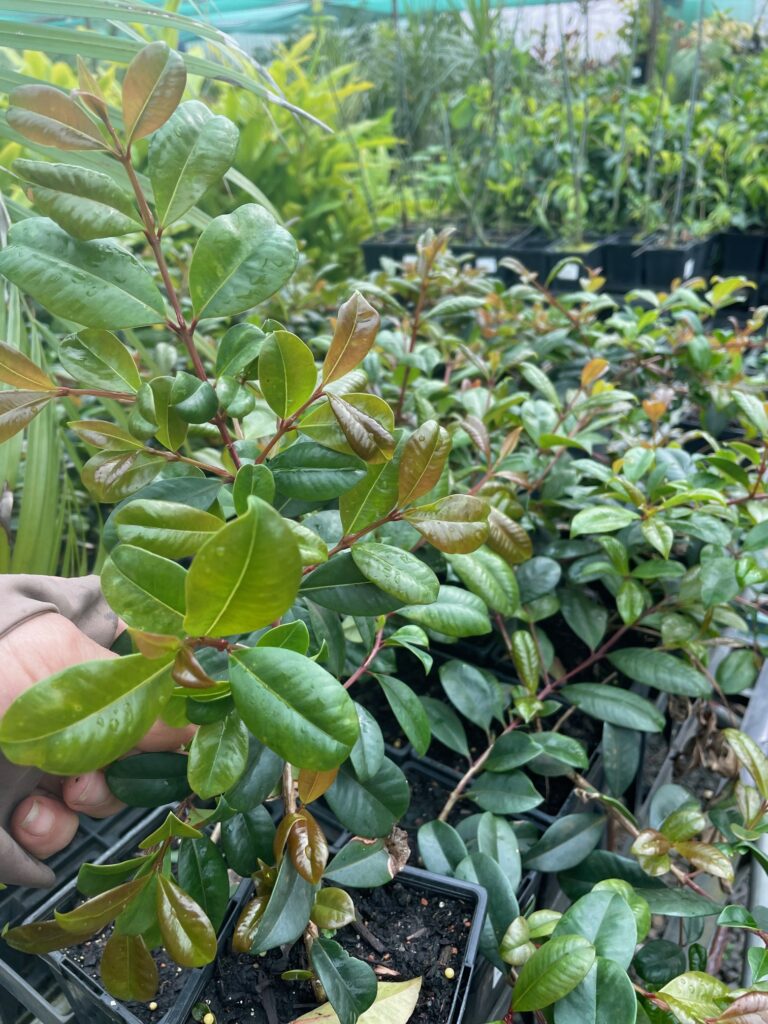 Lakeside Plants & Nursery