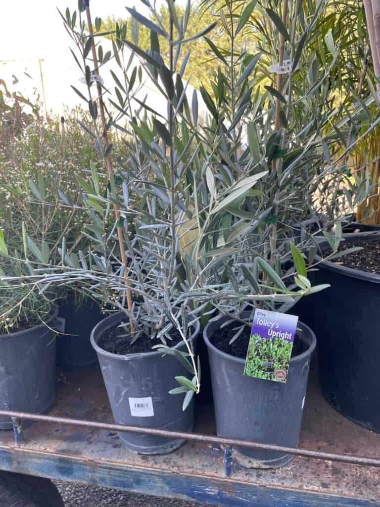 Lakeside Plants & Nursery