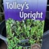 Olive Tolleys Upright