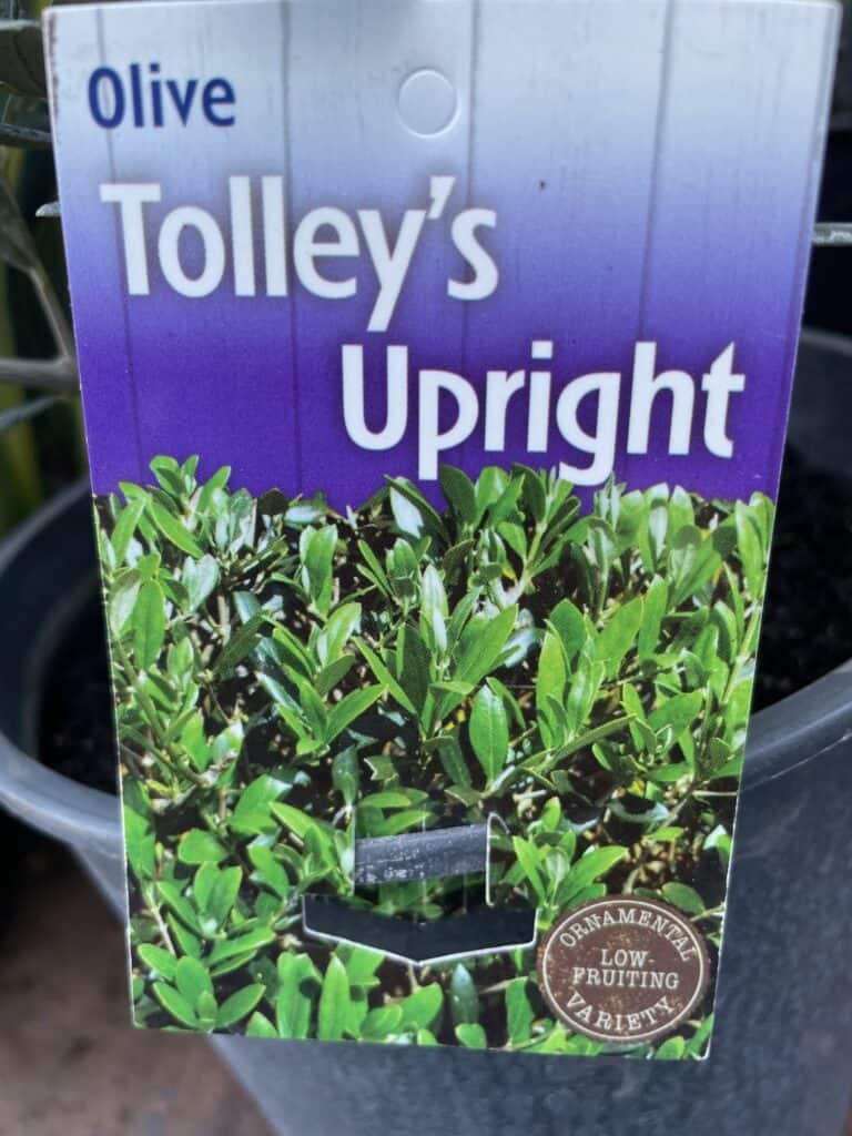 Lakeside Plants & Nursery