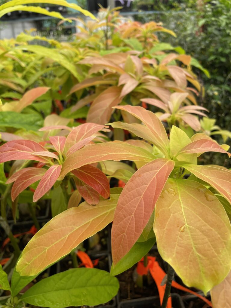 Lakeside Plants & Nursery