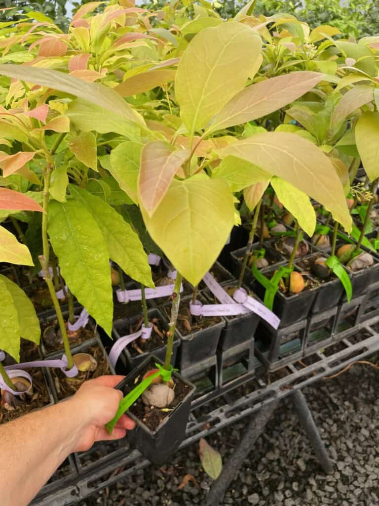 Lakeside Plants & Nursery