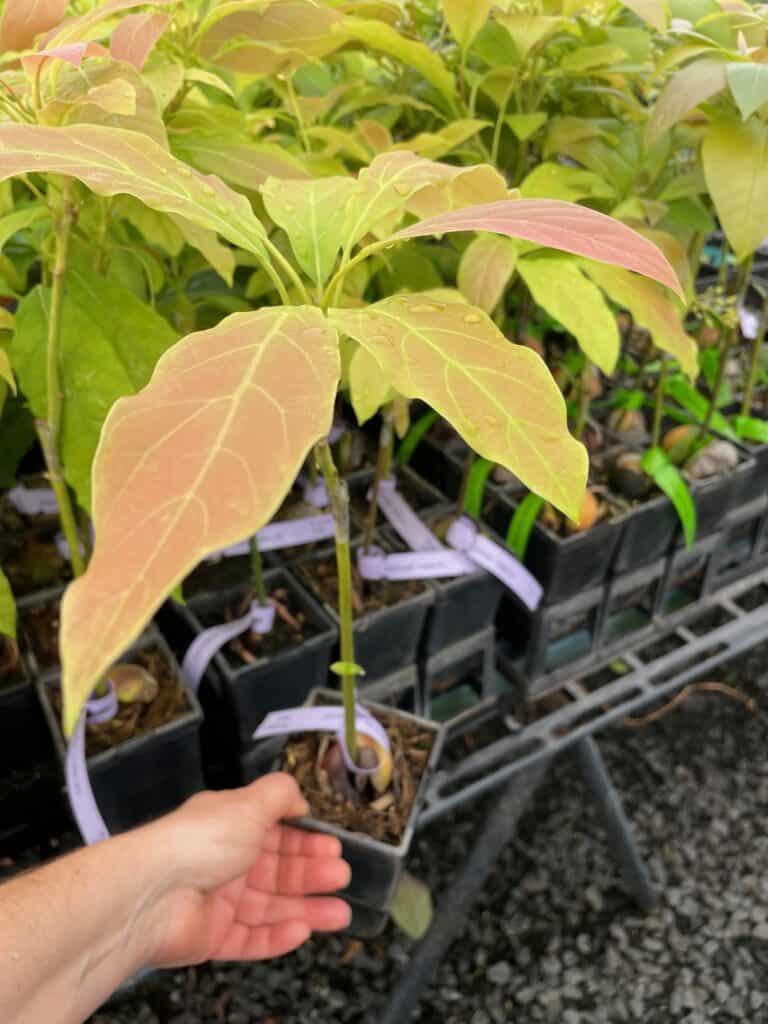 Lakeside Plants & Nursery