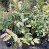 Psidium guajava Indian Guava