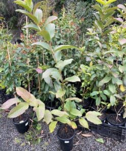 Psidium guajava Indian Guava