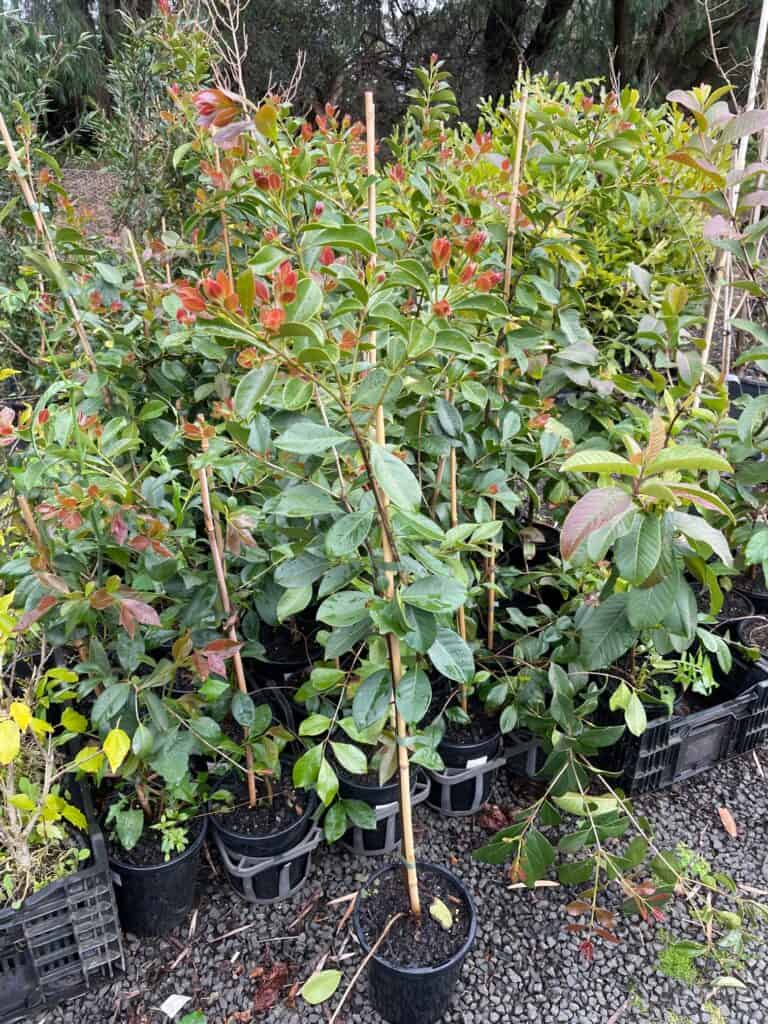 Lakeside Plants & Nursery