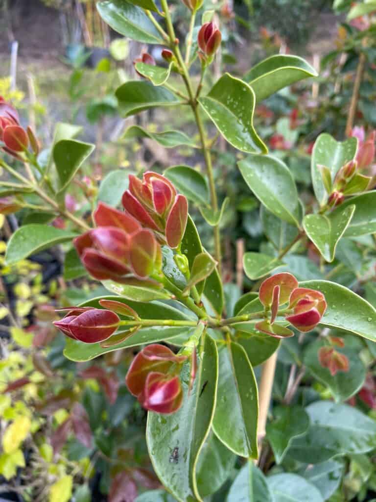 Lakeside Plants & Nursery