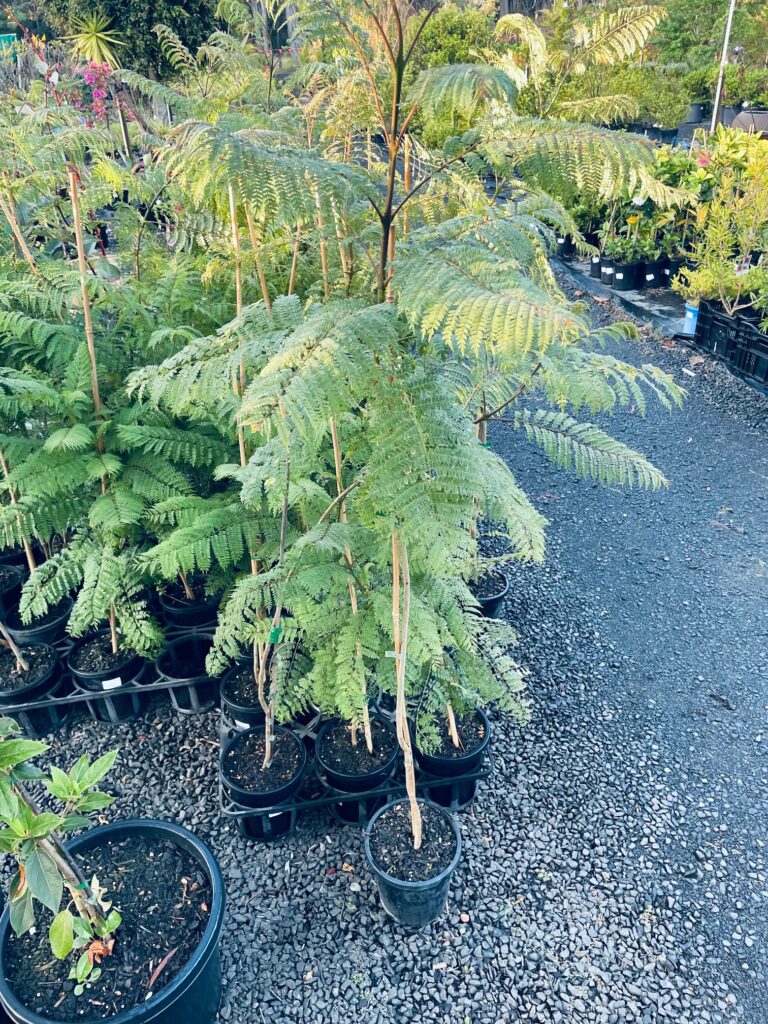 Jacaranda mimosifolia - Lakeside Plants & Nursery