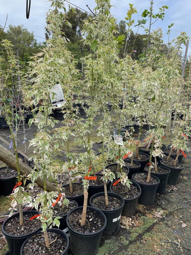 Lakeside Plants & Nursery