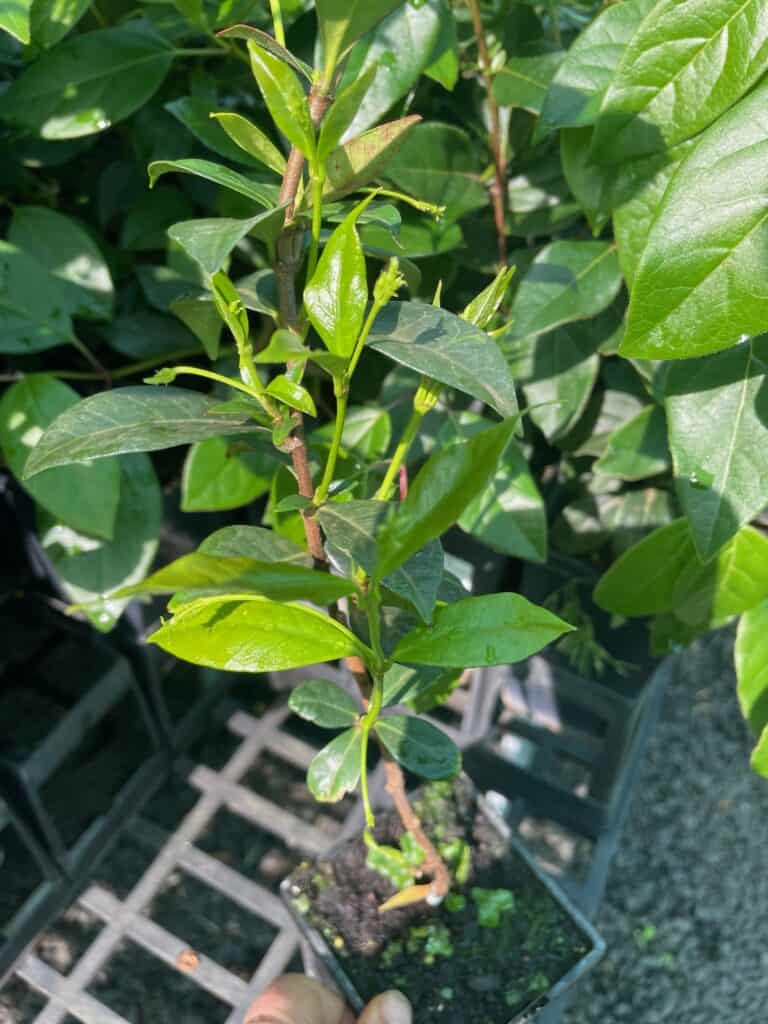 Lakeside Plants & Nursery