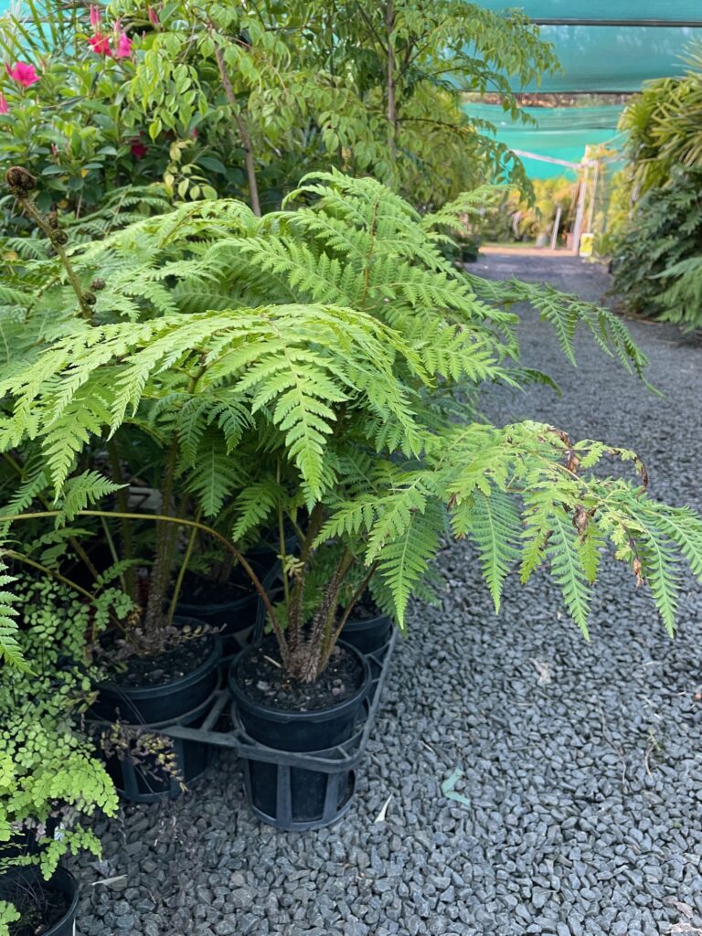 Lakeside Plants & Nursery