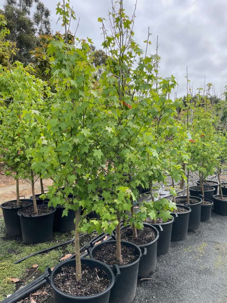 Lakeside Plants & Nursery