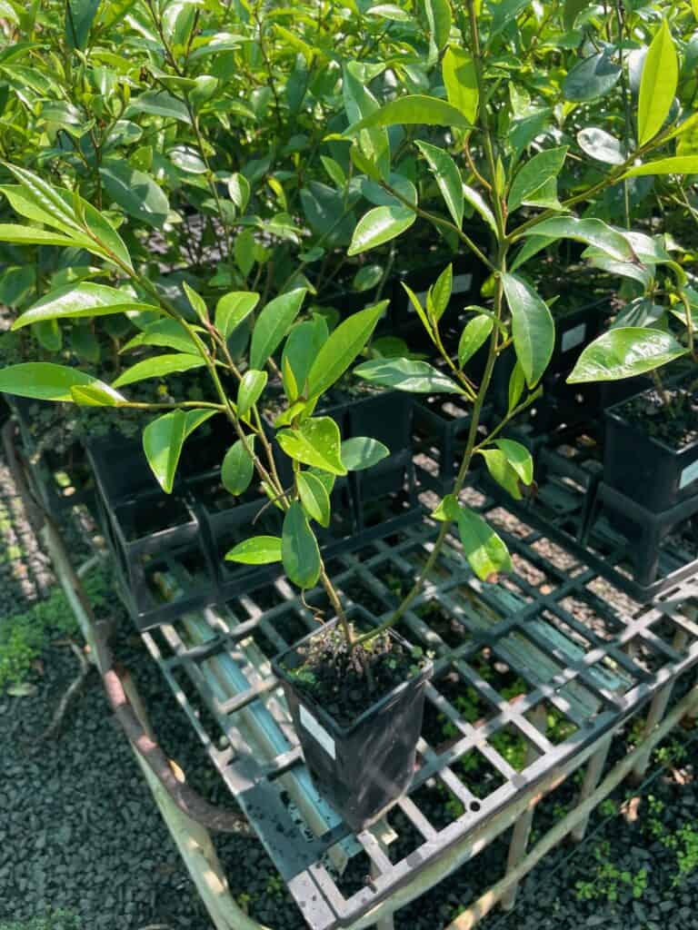 Lakeside Plants & Nursery