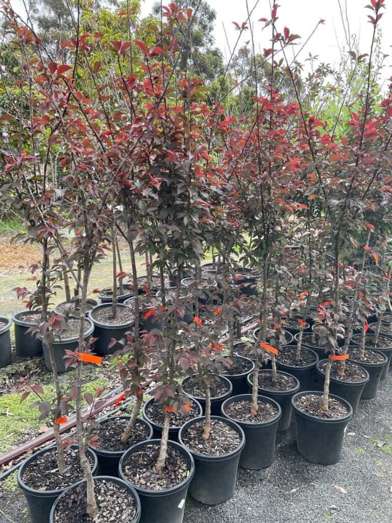 Lakeside Plants & Nursery