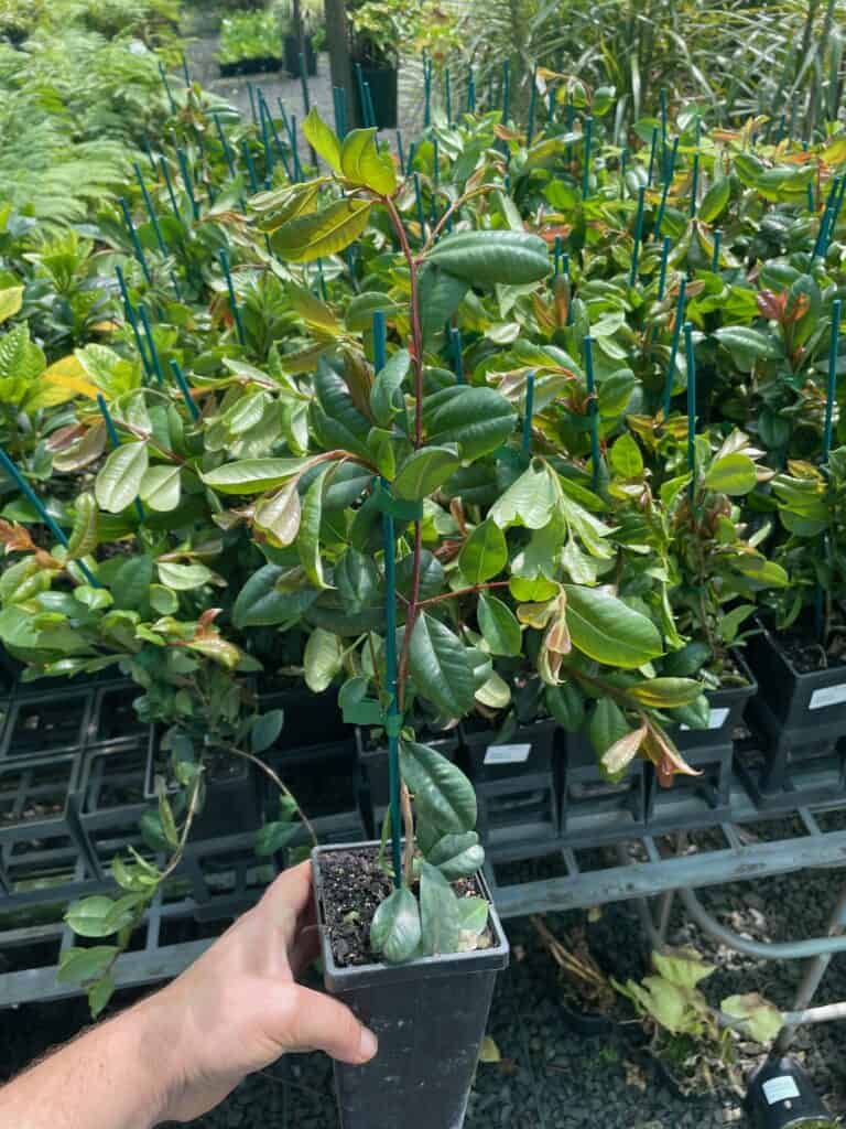 Lakeside Plants & Nursery