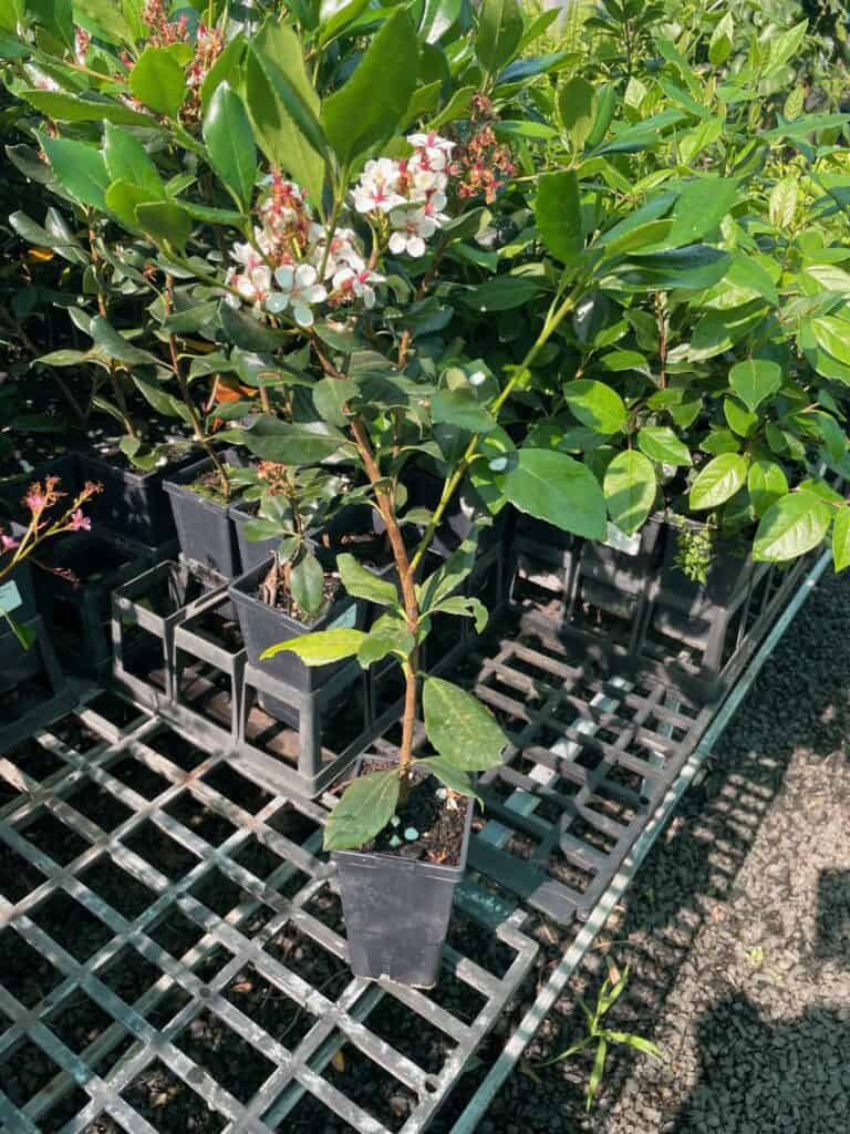 Lakeside Plants & Nursery